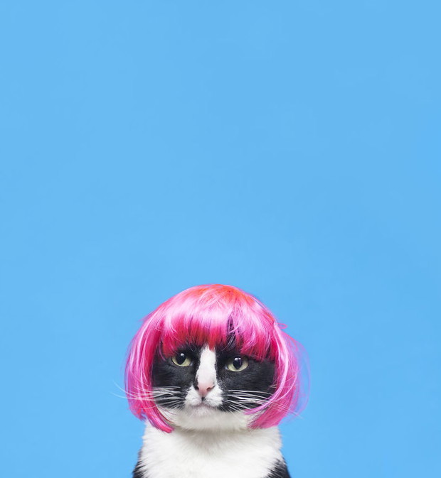 Princess Cheeto - kotka księżniczka podbija Instagram