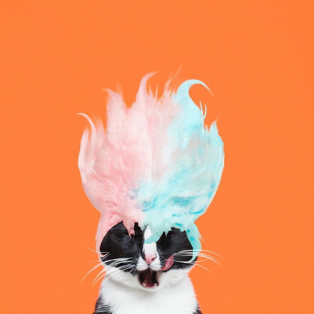 Princess Cheeto - kotka księżniczka podbija Instagram