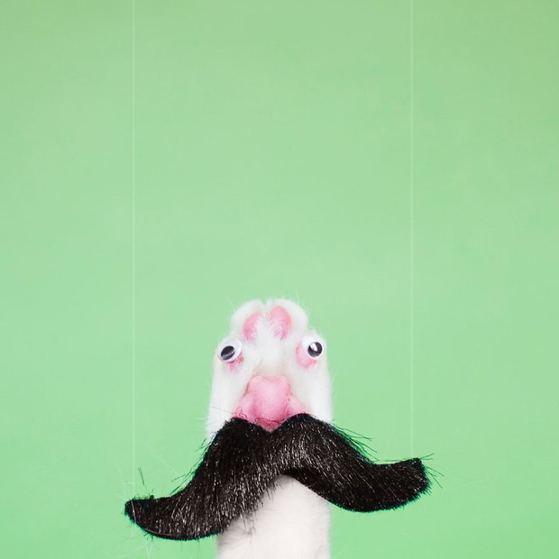 Princess Cheeto - kotka księżniczka podbija Instagram