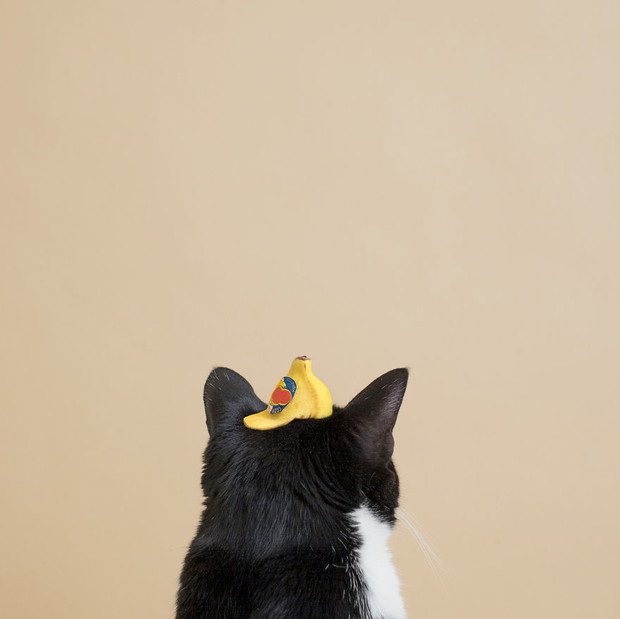 Princess Cheeto - kotka księżniczka podbija Instagram