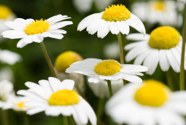 RGB Chamomile Recutita