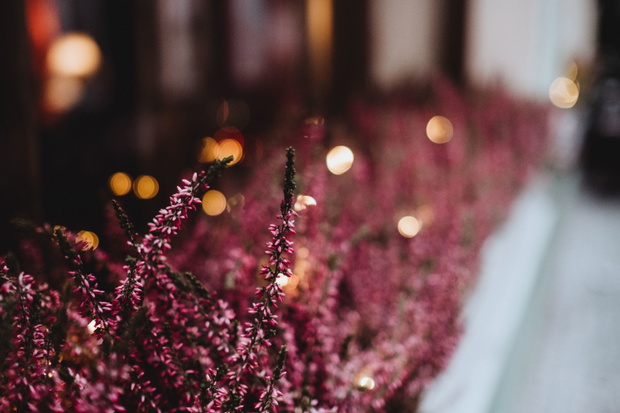 fot. Pexels