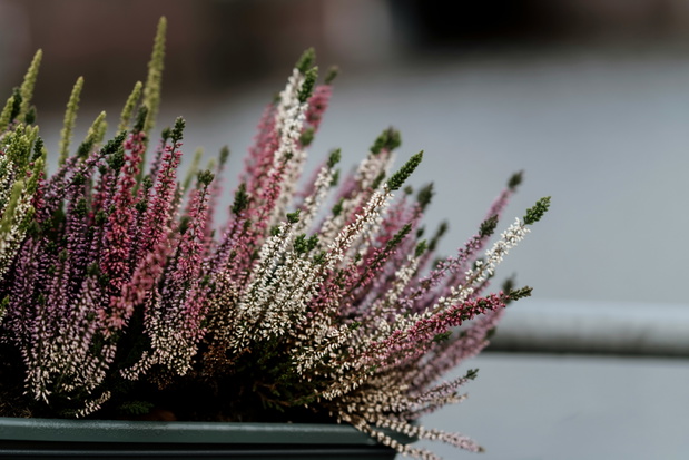 fot: unsplash