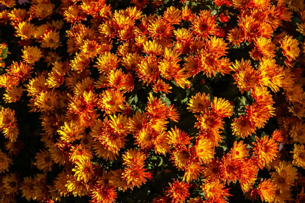 fot. Unsplash