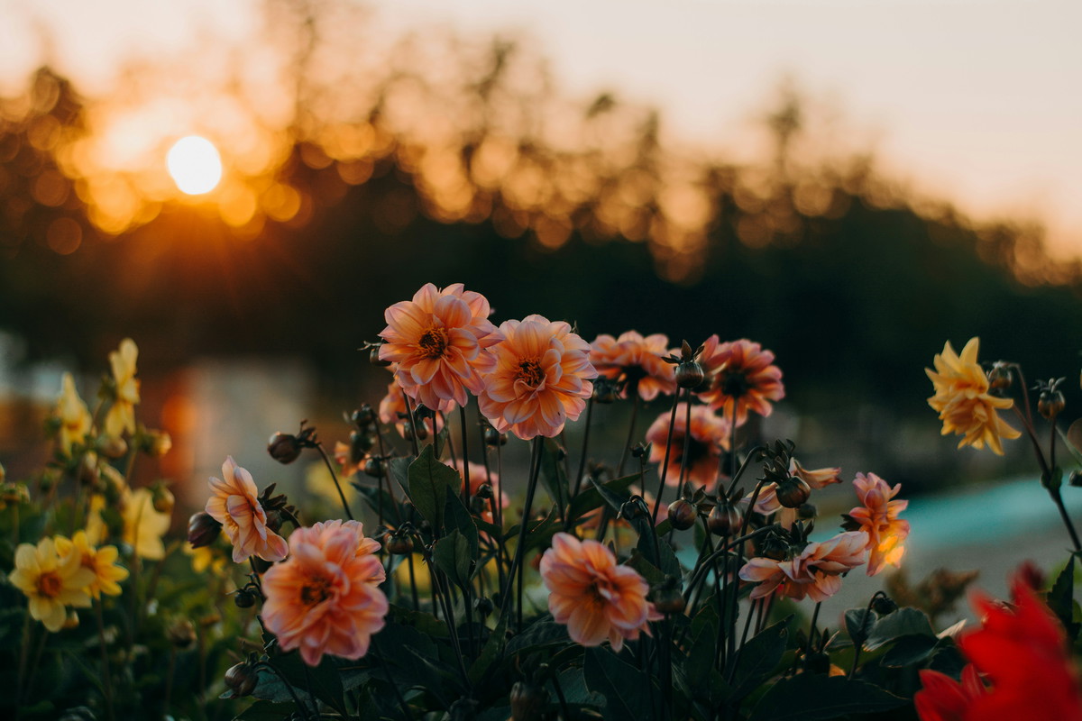 fot: unsplash