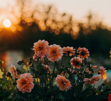 fot: unsplash