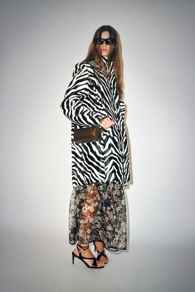 zebra