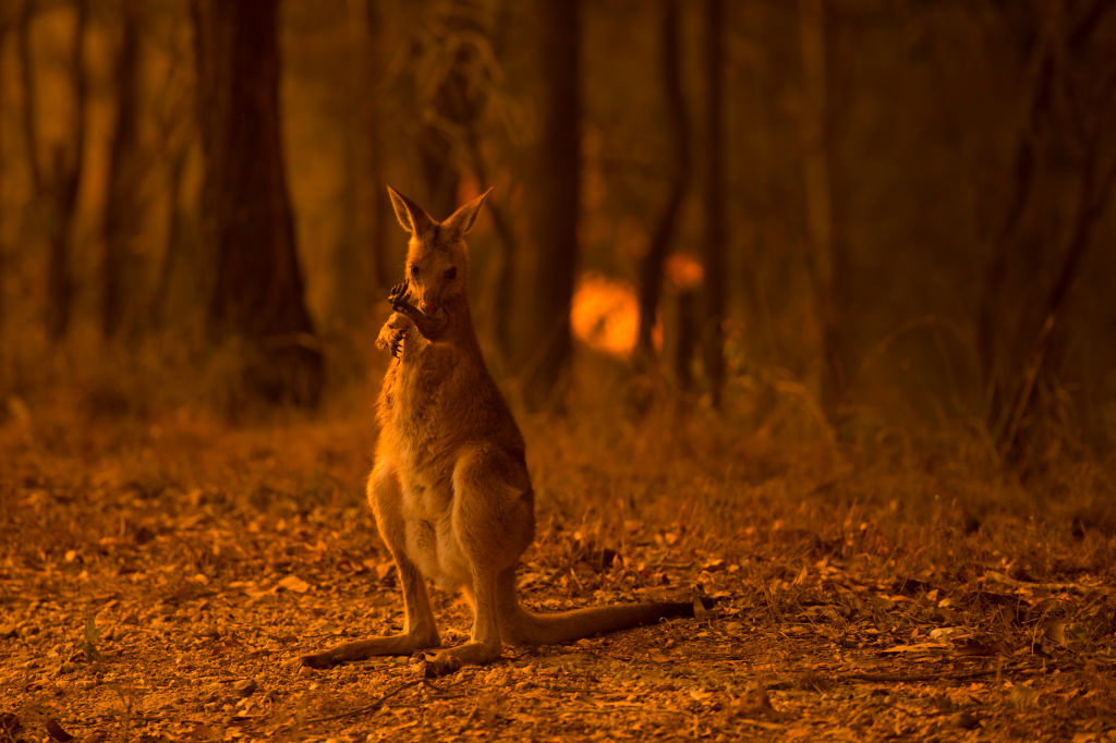 Australia płonie. Jak można pomóc? Gdzie wpłacać pieniądze?