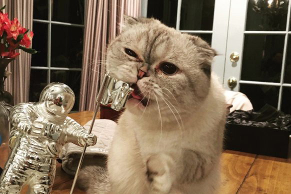 taylorswift