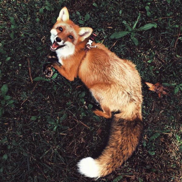@juniperfoxx Instagram