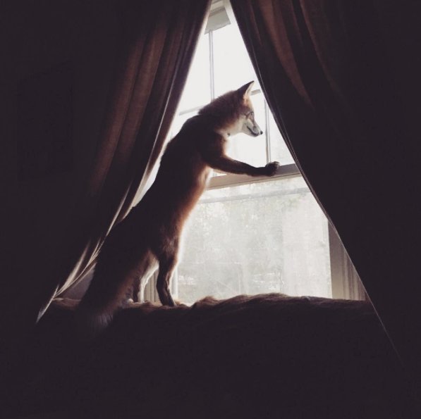 @juniperfoxx Instagram