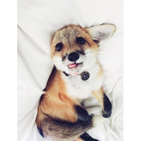@juniperfoxx Instagram