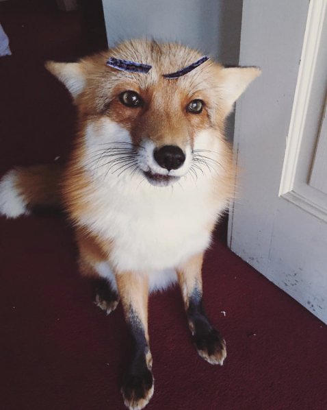 @juniperfoxx Instagram