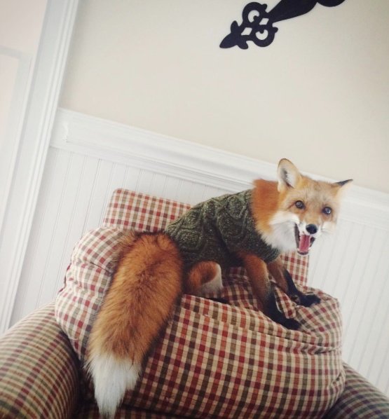 @juniperfoxx Instagram