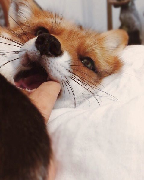 @juniperfoxx Instagram
