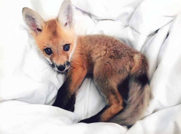 @juniperfoxx Instagram