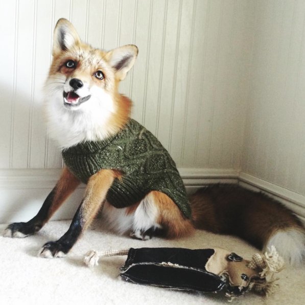 @juniperfoxx Instagram