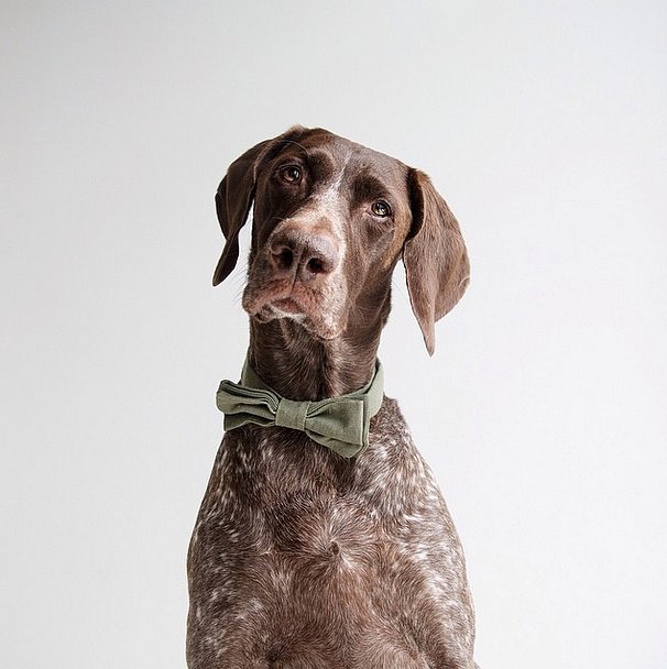 Bow-Tie-Adds-Elegance