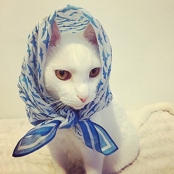 Scarf-Too-Bold