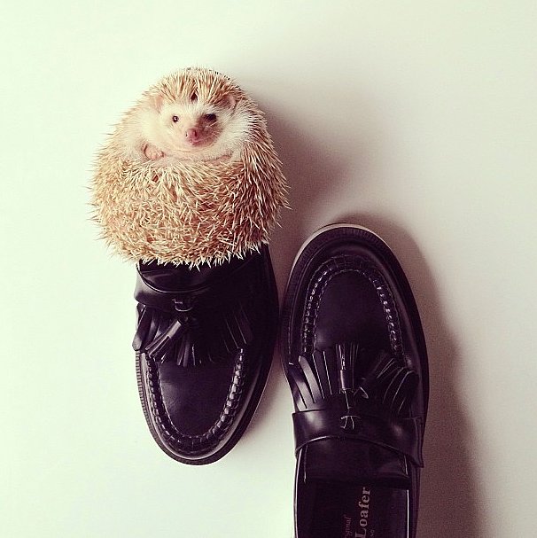 Shoe-Fits