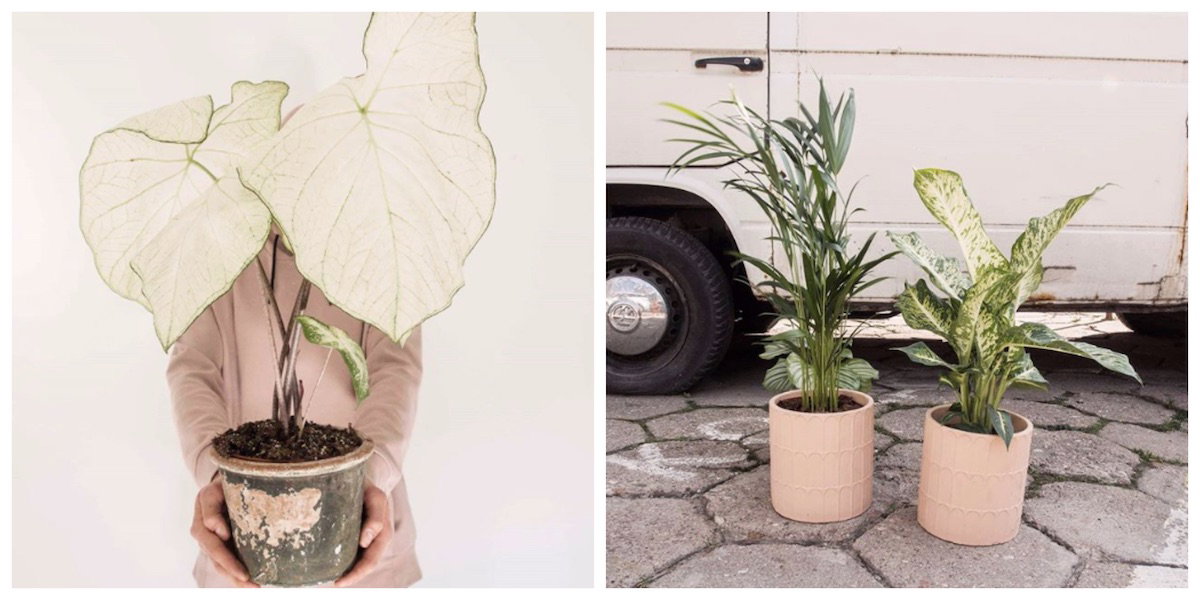 Plantarium art