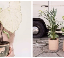 Plantarium art