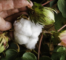 Cotton Plant 3 stages: flower, pod, ripe boll