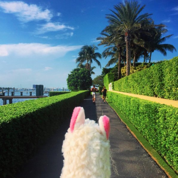 lama-with-no-drama-1