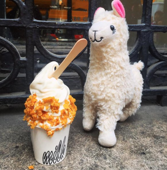 lama-with-no-drama-10