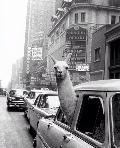 lama-with-no-drama-2