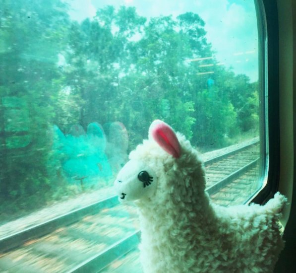 lama-with-no-drama-3