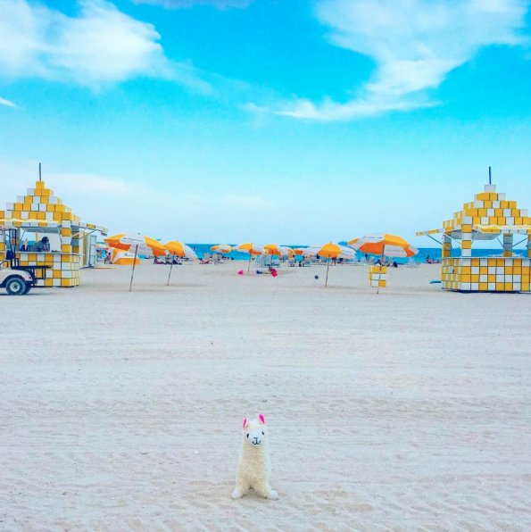lama-with-no-drama-4