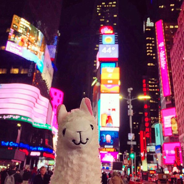 lama-with-no-drama-5