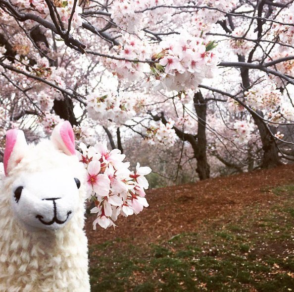 lama-with-no-drama-6