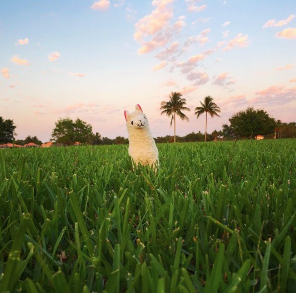 lama-with-no-drama-7