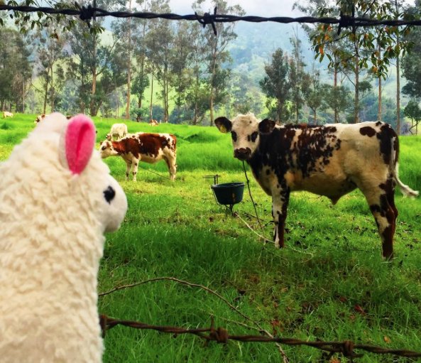 lama-with-no-drama-9