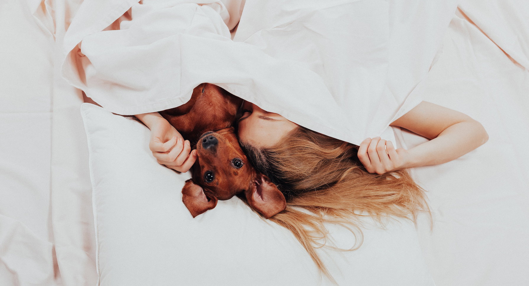 Beautiful girl lying relax in bed with her beloved dog. morning prodding in a warm comfortable bed. cute woman and her dog are sleeping in the bed covered with a blanket. - Image