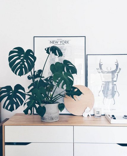 Monstera dziurawa