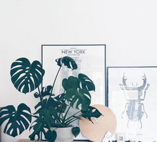 Monstera dziurawa