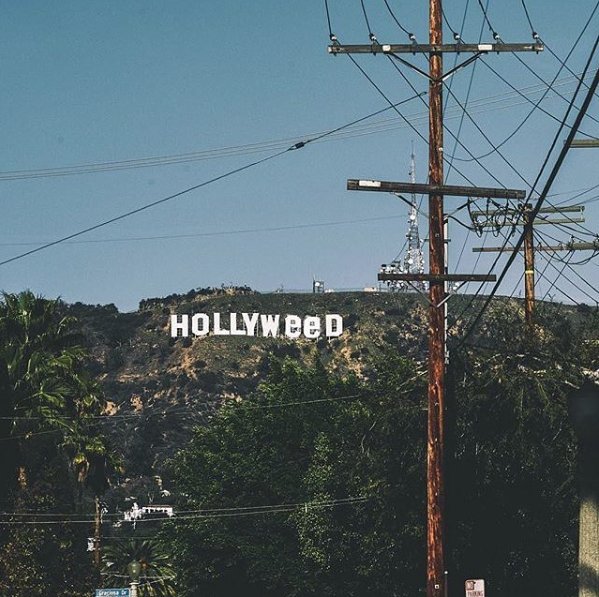 Hollyweed