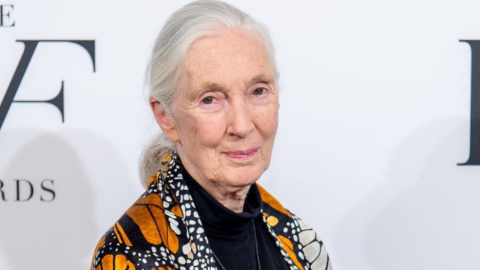 2017 DVF Awards