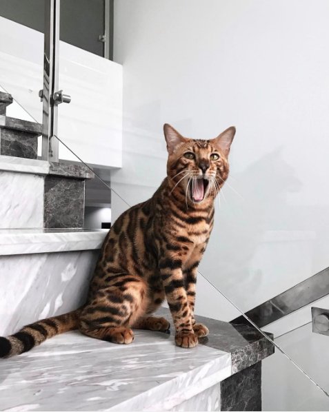 Kot Bengalski