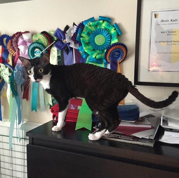 Kot German Rex