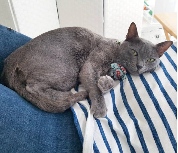 Kot Korat
