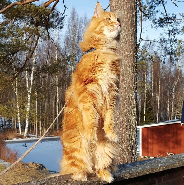 Kot Maine Coon