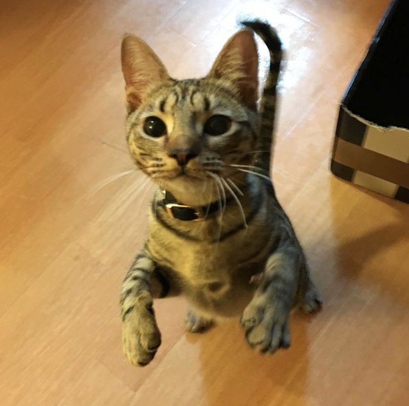 Kot Ocicat