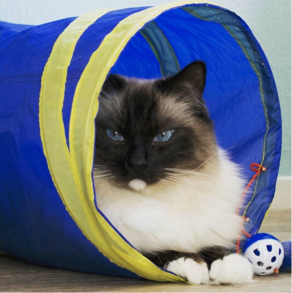 Kot Ragdoll