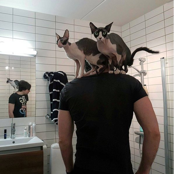 Kot Sfinks
