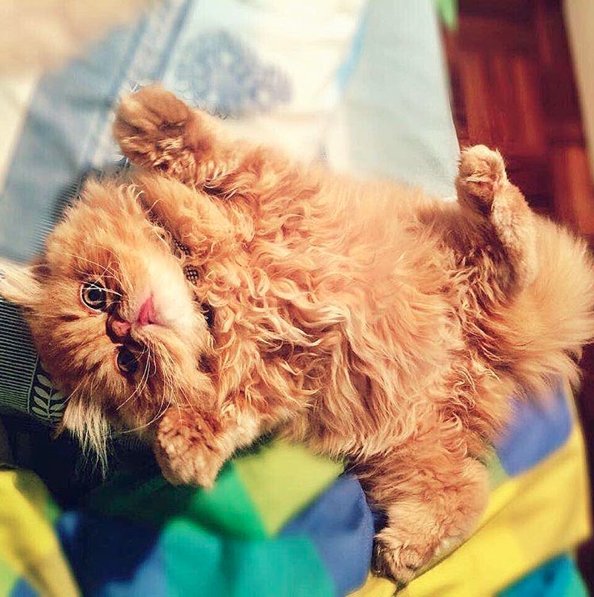 Kot Tabby