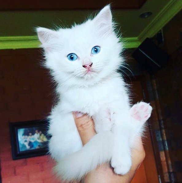 Kot Turecka Angora